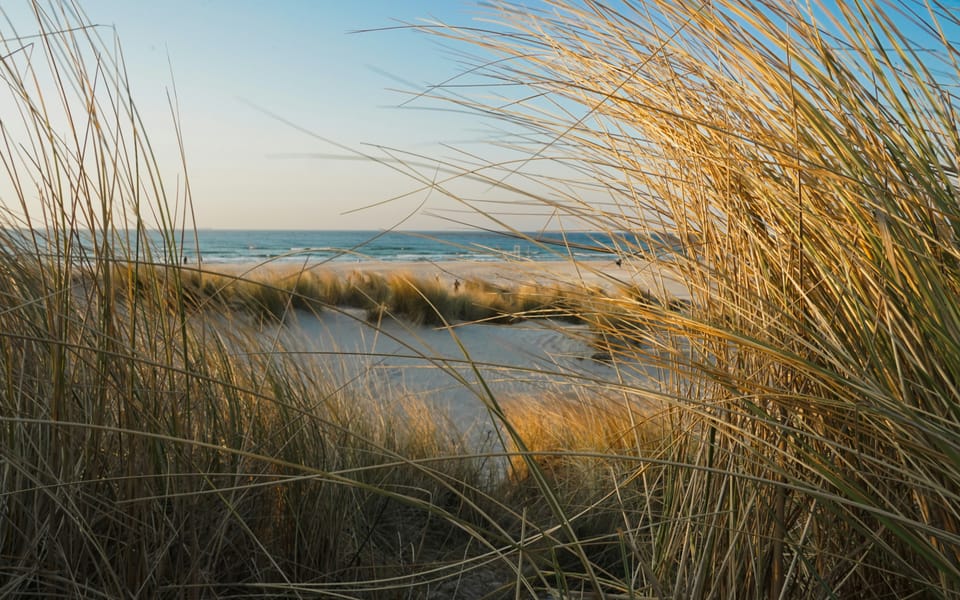 Dünengras und Ostseestrand in Warnemünde